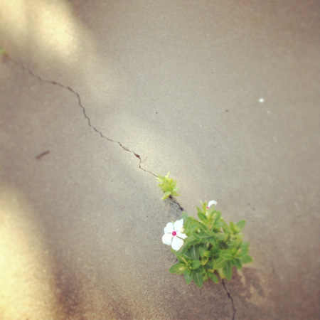 Sidewalk Crack Flower