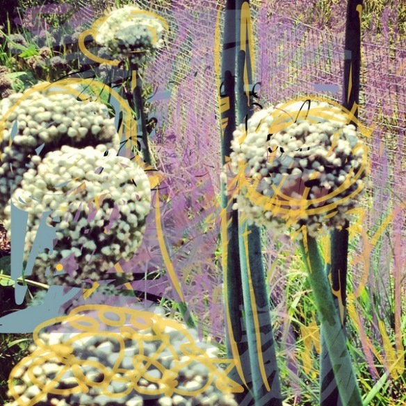 Allium artwork